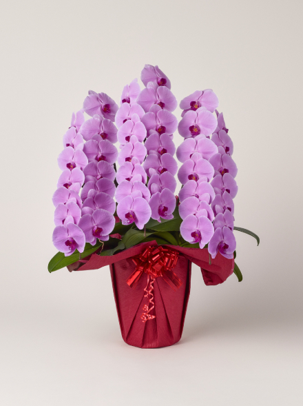 胡蝶蘭 大輪 ピンク 3本立ち 42輪以上｜Flower Smith Gift