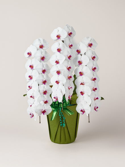 胡蝶蘭 大輪 赤リップ 3本立ち 42輪以上