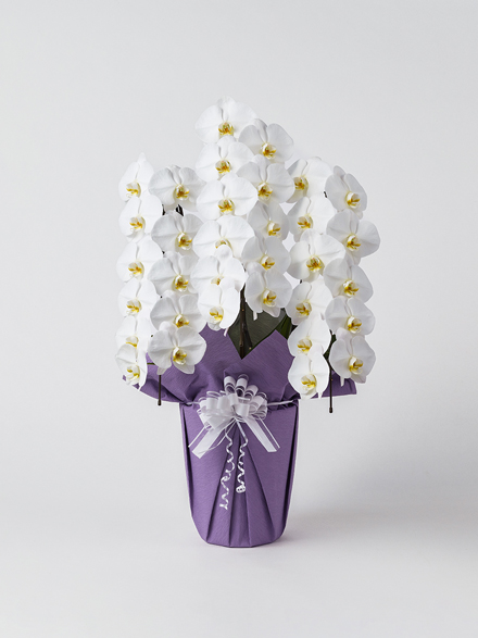 【お供え】胡蝶蘭 大輪 白 3本立ち 33輪以上