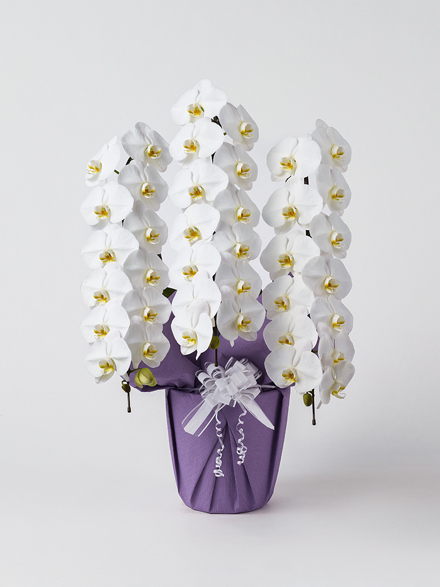 【お供え】胡蝶蘭 大輪 白 3本立ち 42輪以上
