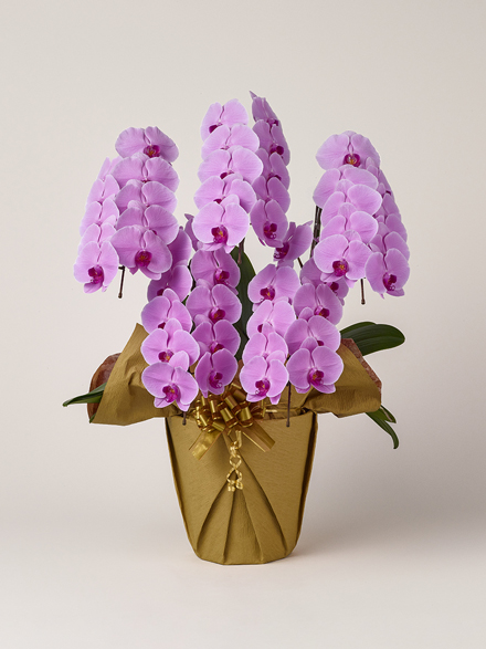 胡蝶蘭 大輪 ピンク 5本立ち 50輪以上