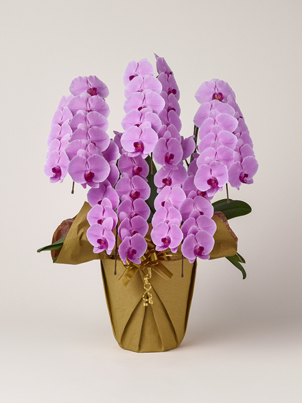 胡蝶蘭 大輪 ピンク 5本立ち 55輪以上