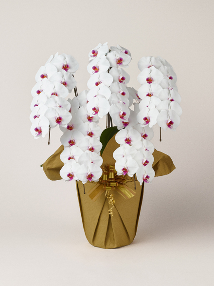 胡蝶蘭 大輪 赤リップ 5本立ち 55輪以上