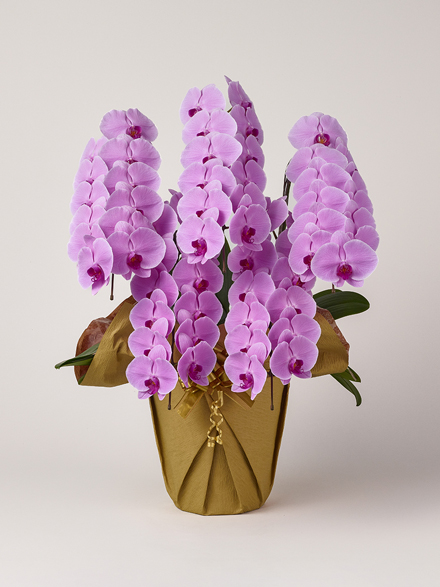 胡蝶蘭 大輪 ピンク 5本立ち 60輪以上