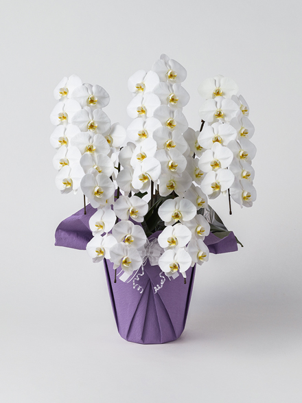 【お供え】胡蝶蘭 大輪 白 5本立ち 50輪以上
