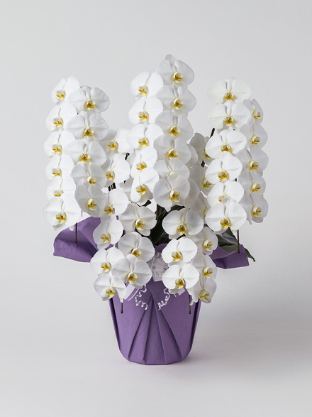 【お供え】胡蝶蘭 大輪 白 5本立ち 55輪以上
