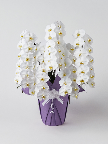 【お供え】胡蝶蘭 大輪 白 5本立ち 60輪以上