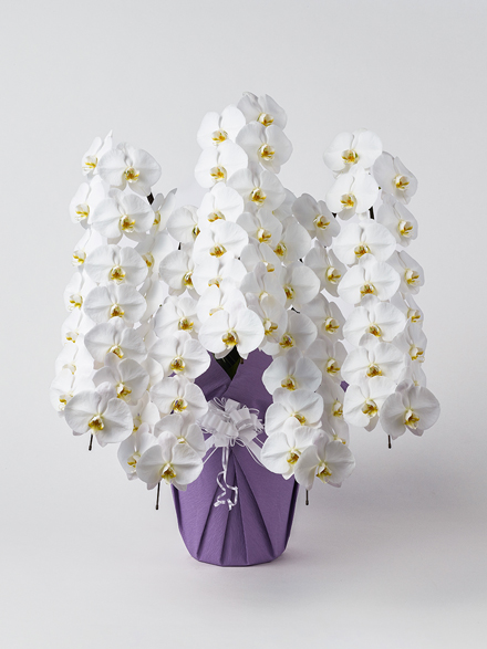 【お供え】胡蝶蘭 大輪 白 5本立ち 70輪以上