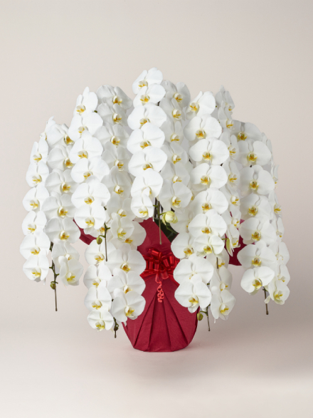 胡蝶蘭 大輪 白 7本立ち 98輪以上