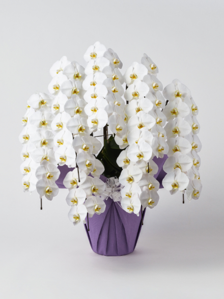 【お供え】胡蝶蘭 大輪 白 7本立ち 84輪以上