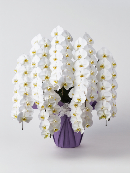 【お供え】胡蝶蘭 大輪 白 7本立ち 98輪以上