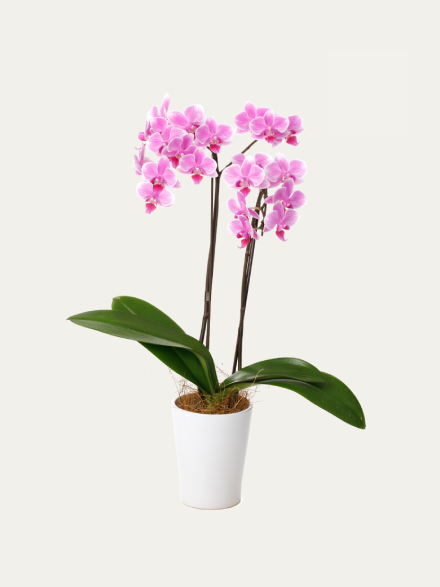 ミディ胡蝶蘭 ピンク 2本立ち（4号）