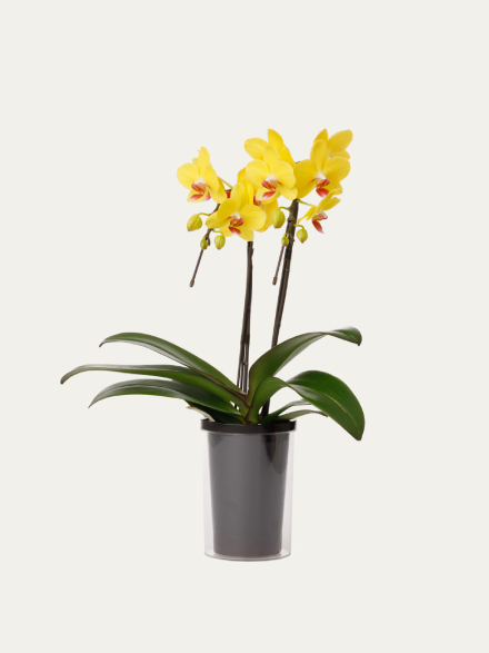 ミディ胡蝶蘭 黄色 2本立ち タンブラーポット（4号）