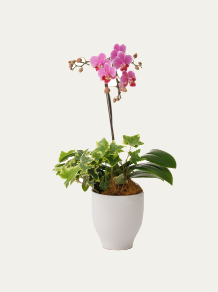 ミディ胡蝶蘭 ピンク 1本立ち 観葉寄せ（4.5号）