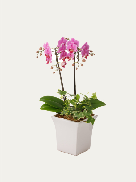ミディ胡蝶蘭 ピンク 2本立ち 観葉寄せ（5号）