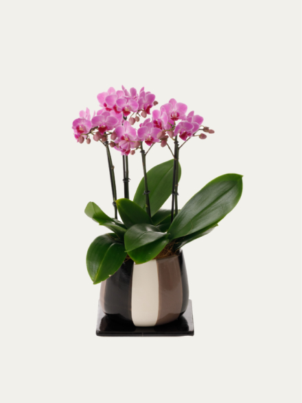 ミディ胡蝶蘭 ピンク 3本立ち モノトリコ鉢（5.5号）