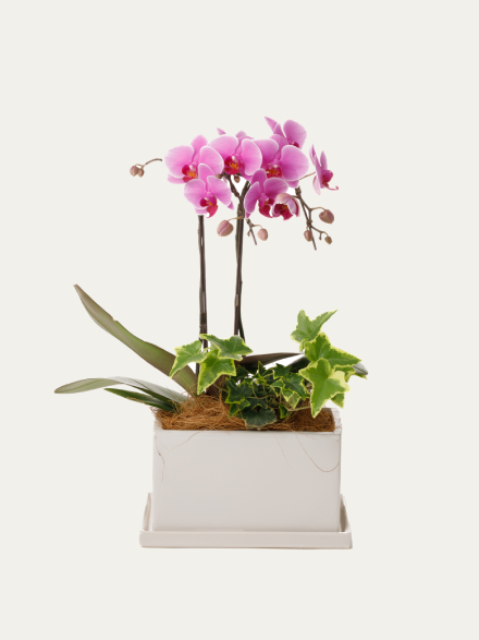 ミディ胡蝶蘭 ピンク 2本立ち パルテノ鉢・観葉寄せ（5.5号）