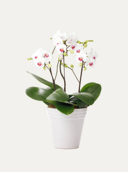 ミディ胡蝶蘭 赤リップ 3本立ち（6.5号）