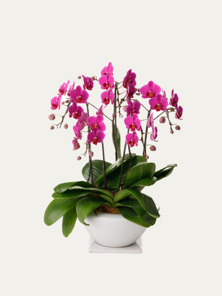 ミディ胡蝶蘭 ピンク 5本立ち 白平鉢（8号）