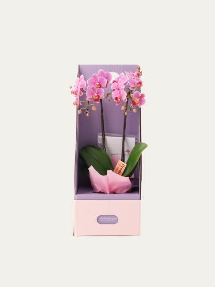 ミニ胡蝶蘭 ピンク 2本立ち 2WAYBOX入り（3号）