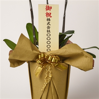 【バラ売り可】レジデント 8冊セット売り 生花】バラ サムライ08【赤/60cm/愛知県】｜Flower Smith Market