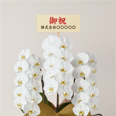 生花】バラ サムライ08【赤/60cm/愛知県】｜Flower Smith Market