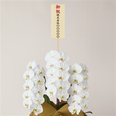 生花】リューココリーネホワイト【白/60cm/千葉県】｜Flower