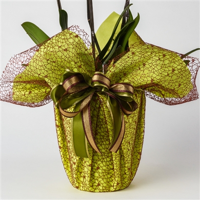 生花】スプレーカーネーション(薄ピンク) 品種おまかせ【60cm