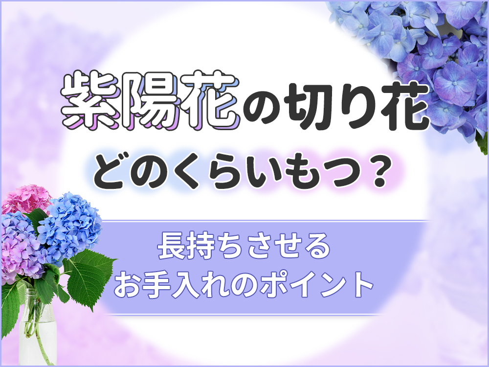 紫陽花の切り花はどのくらいもつ？長持ちさせるポイントを伝授！