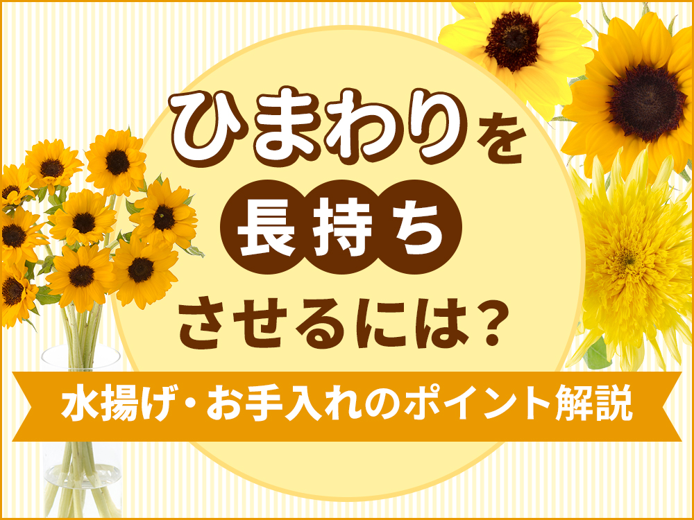 ひまわりを長持ちさせるコツとは？水揚げ・お手入れの方法を解説