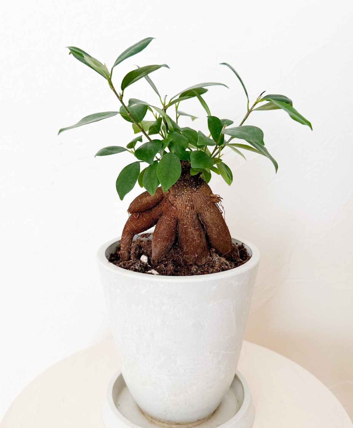 観葉植物「ガジュマル」