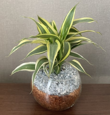 観葉植物「パキラ」
