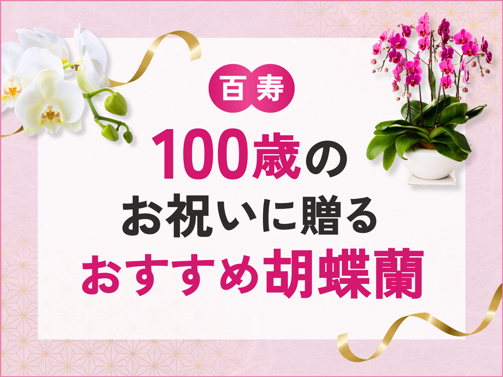 100歳（百寿）のお祝いに贈る胡蝶蘭9選！色の選び方・贈るマナーも解説