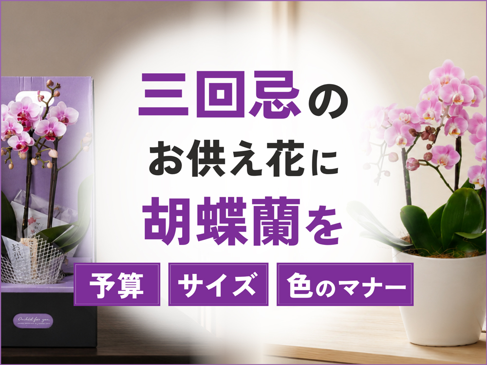 三回忌のお供え花に胡蝶蘭を｜予算や色・サイズの選び方を徹底解説