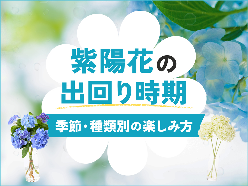紫陽花の出回り時期は？季節・種類別の楽しみ方ガイド