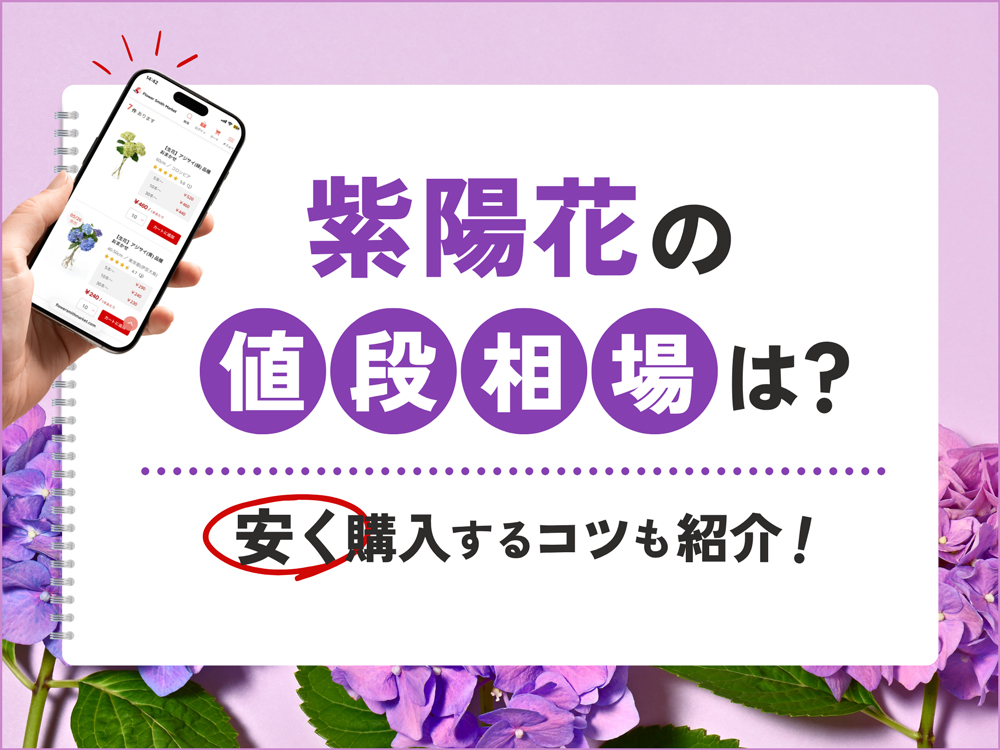 紫陽花の値段はいくら？購入場所・本数別の価格相場と安く購入するコツ