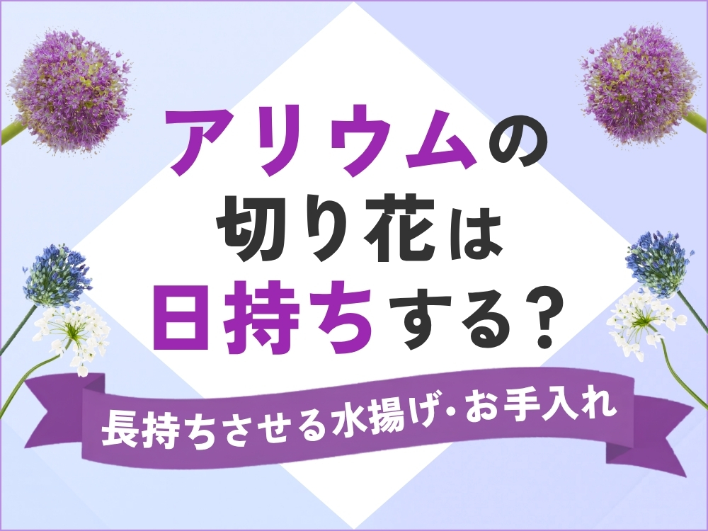 アリウムの切り花の日持ちはどれくらい？長持ちさせる水揚げ方法・お手入れ解説