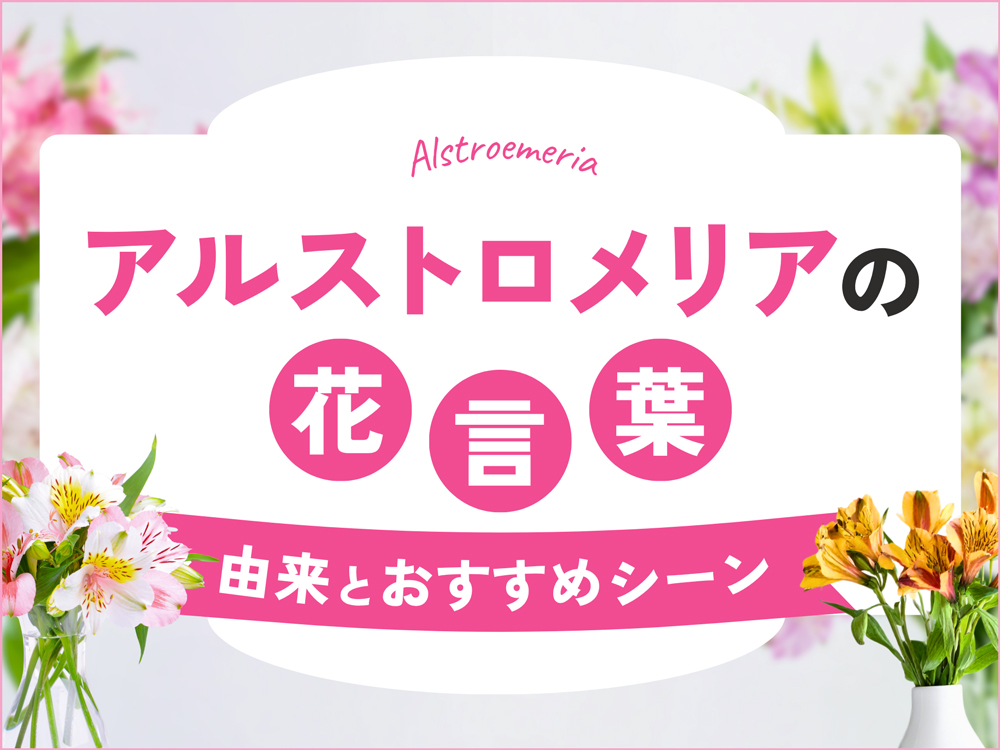 【色別】アルストロメリアの花言葉を解説！由来や怖い意味の有無・おすすめシーン