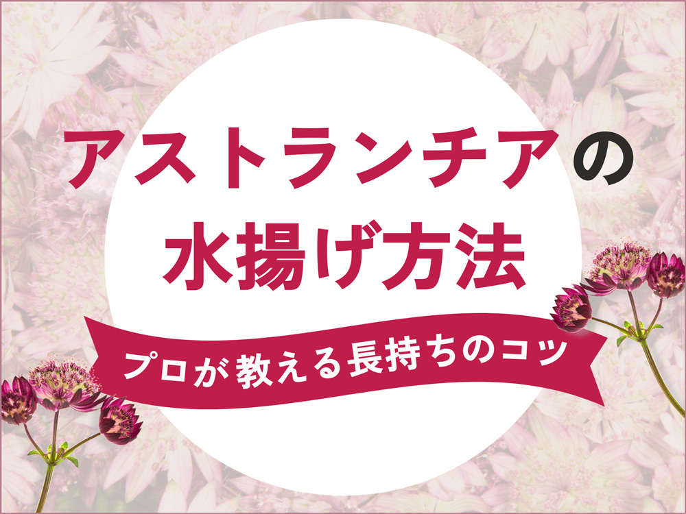【プロが教える】アストランチアの水揚げ方法｜長持ちさせるためのお手入れ徹底解説