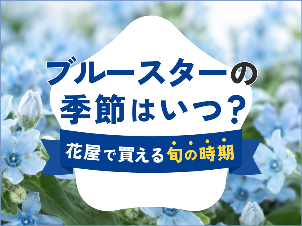 ブルースターの季節はいつ？花屋で買える時期と月別の出回りイメージ