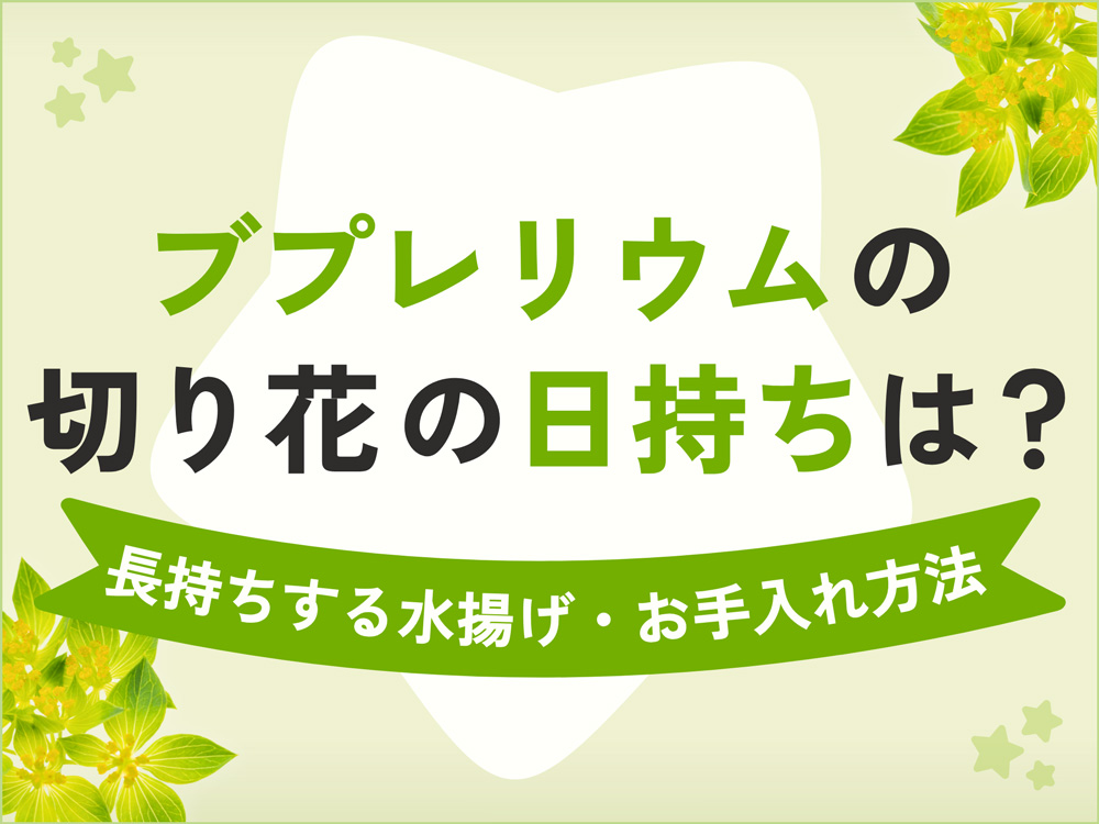 ブプレリウムの切り花は日持ちする？正しい水揚げと管理方法まとめ