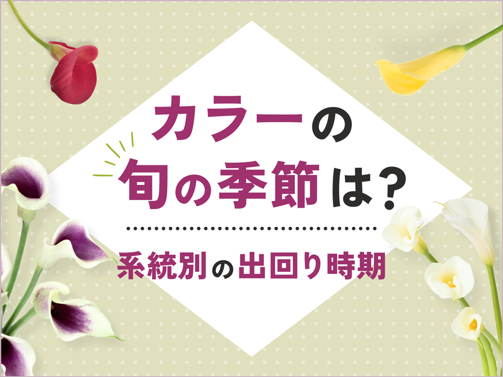 カラーの花の季節はいつ？系統別の出回り時期・代表品種とアレンジアイディア