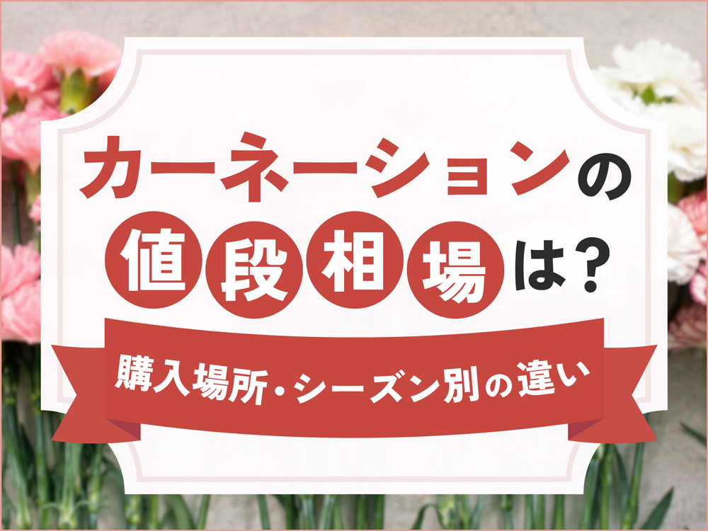 カーネーションの値段相場はいくら？購入場所やシーズン別の違いを詳しく解説