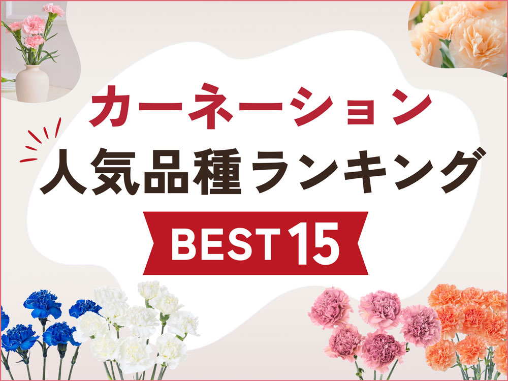 【最新】カーネーション人気品種ランキングBEST15！色別や母の日のおすすめ商品も紹介