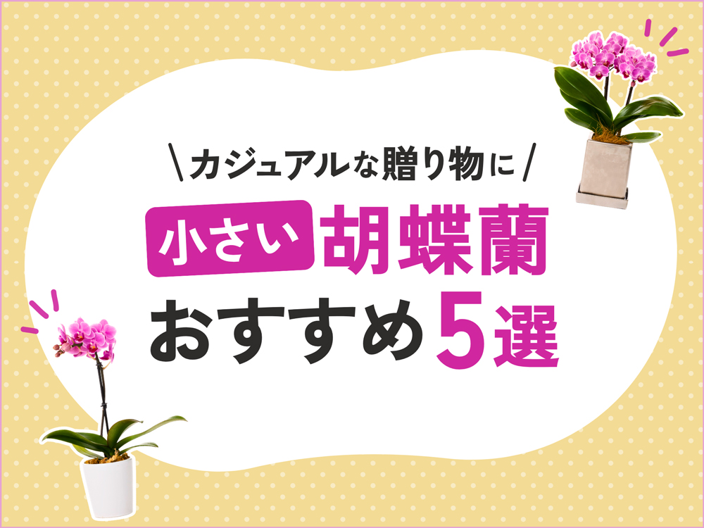 小さい胡蝶蘭をお探しの方へ｜ミニ胡蝶蘭の魅力とおすすめ商品5選