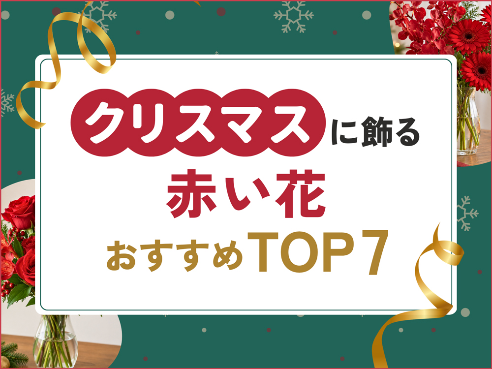 クリスマスに飾る！おすすめの赤い花ランキングTOP7