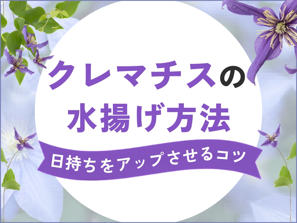 クレマチスの日持ちを延ばす水揚げ・湯揚げテクニック｜長持ちするお手入れのコツを解説！