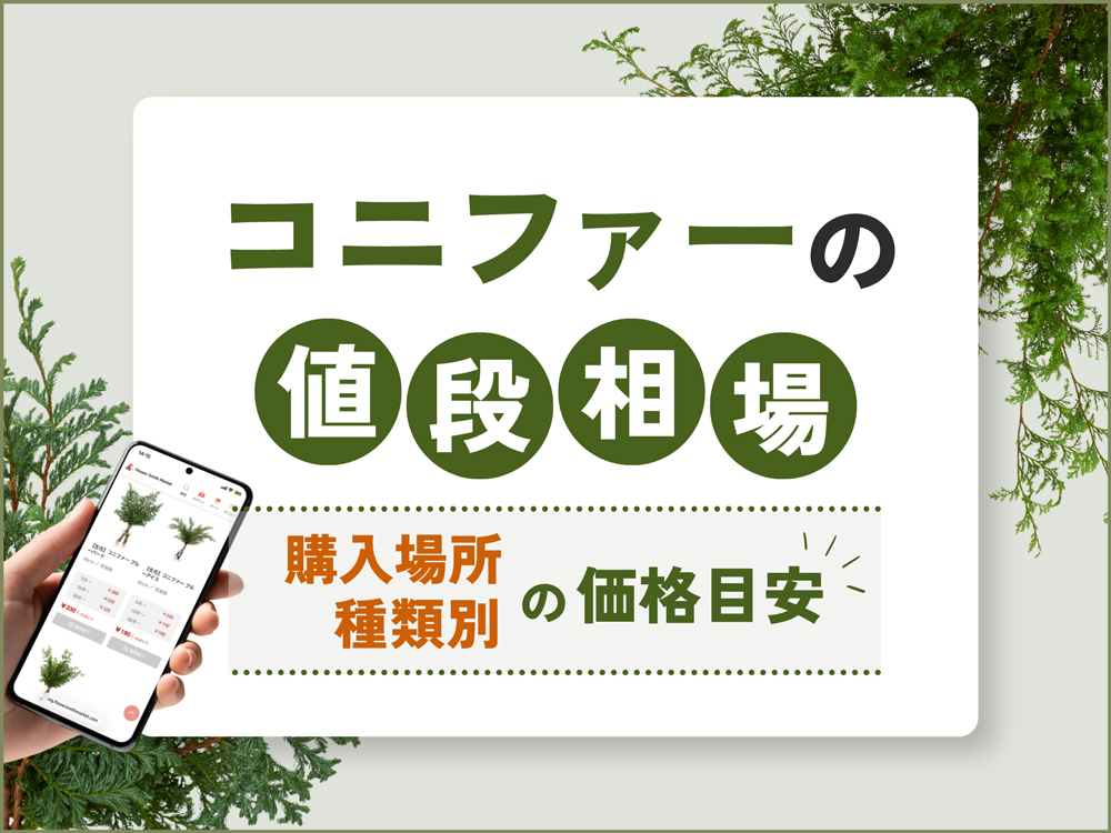 コニファーの切り花の値段はいくら？購入場所・種類別の価格相場