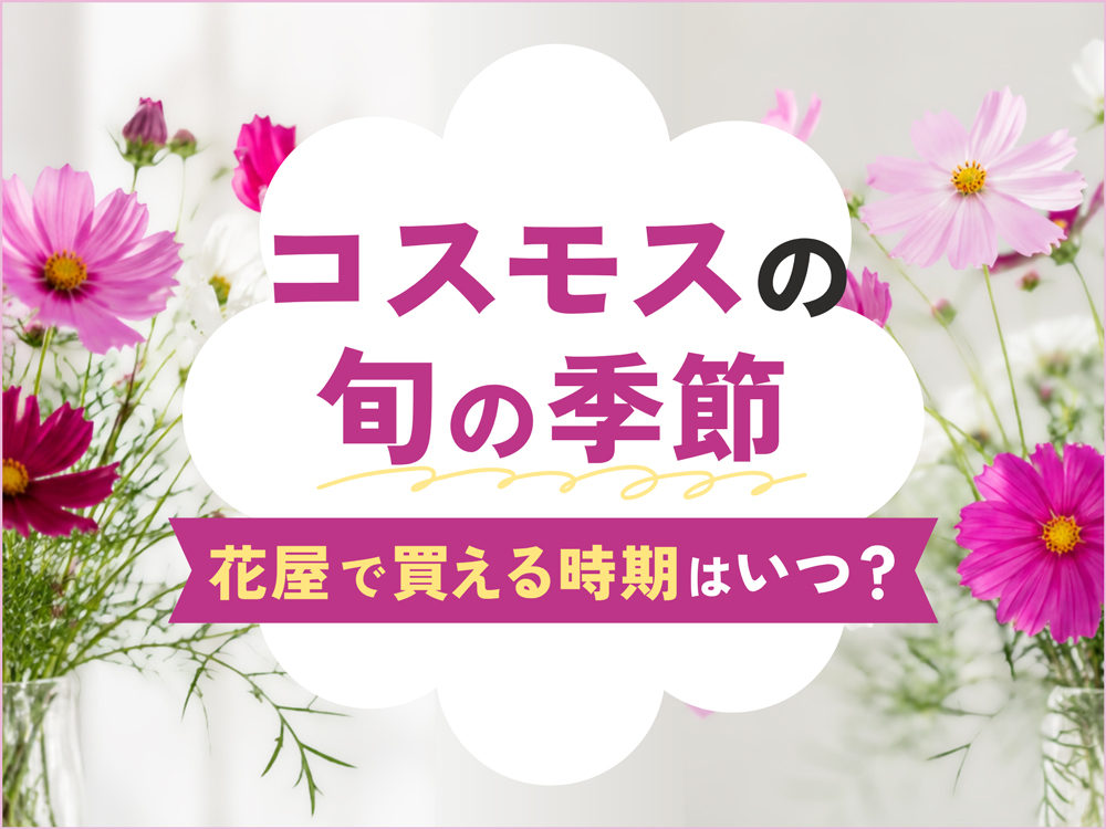 コスモスの季節はいつ？花屋で買える時期と種類別の出回りカレンダー