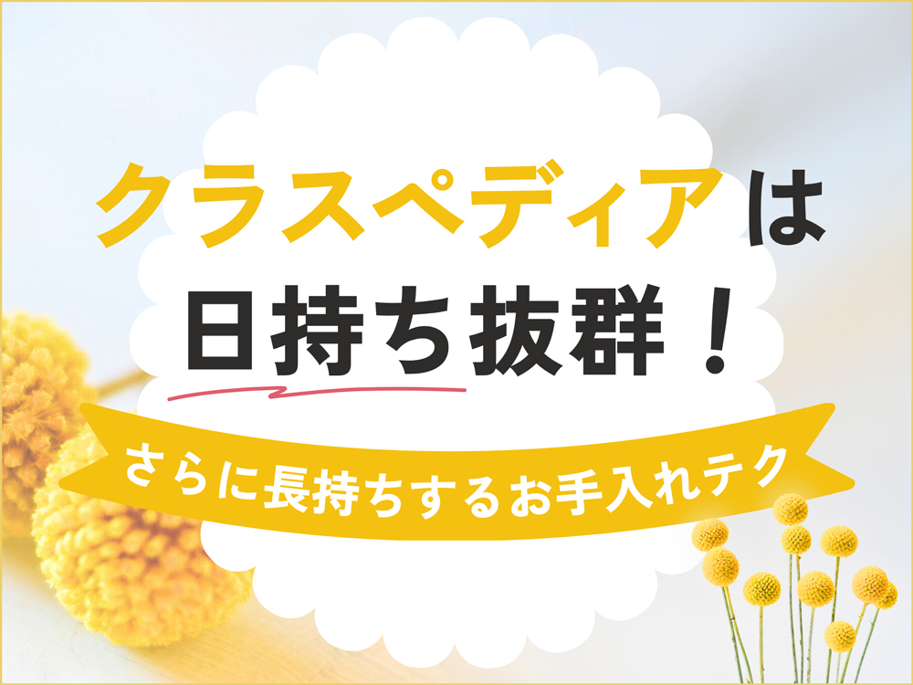 クラスペディアの切り花は日持ち抜群！さらに長持ちさせるお手入れ・水揚げのコツ